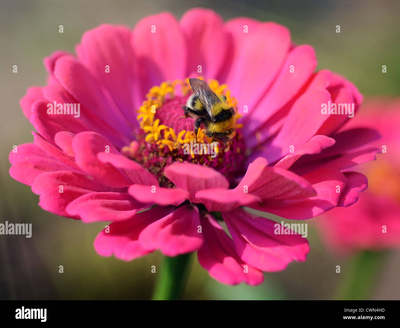 Sommer Sonnenlicht Szene - Biene sammelt Nektar oder Honig auf Dahlie Blume Stockfoto