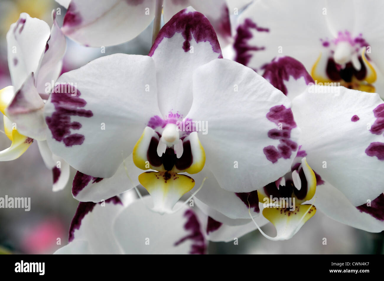 Phalaenopsis Orchidee wei blht mit lila Punkten und grnen Knospen auf  sten. Nahaufnahme, selektiver Fokus Stockfotografie - Alamy