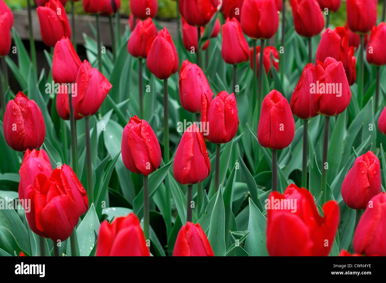 Tulipa Carthago rote Triumph Tulpe Garten Blumen Frühling Blüte Blüte Bett Blütenfarbe Stockfoto