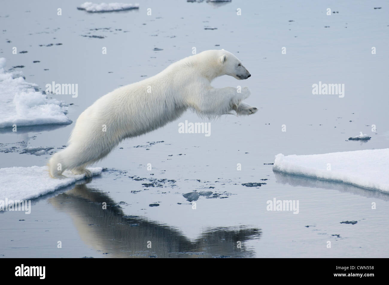 Eisbär Ursus Maritimus, springen zwischen Eisschollen des Meereises nördlich von Spitzbergen, Svalbard, Arktis Stockfoto