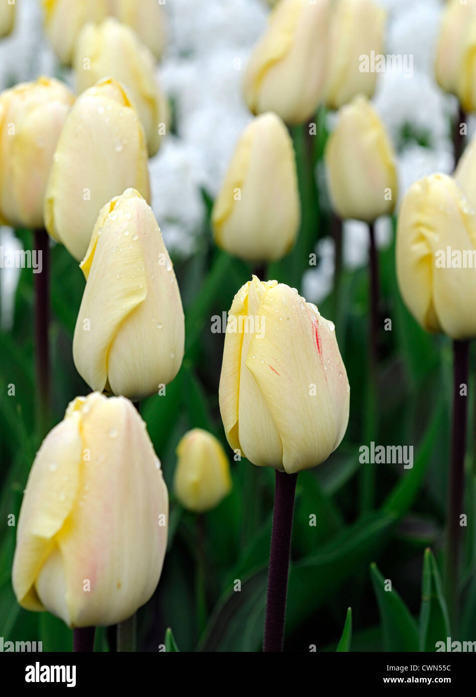 Tulipa Vanille Creme Greigii blass gelbe Tulpe Garten Blumen Frühling Blume Blüte Blüte Bett Farbe Farbe Stockfoto