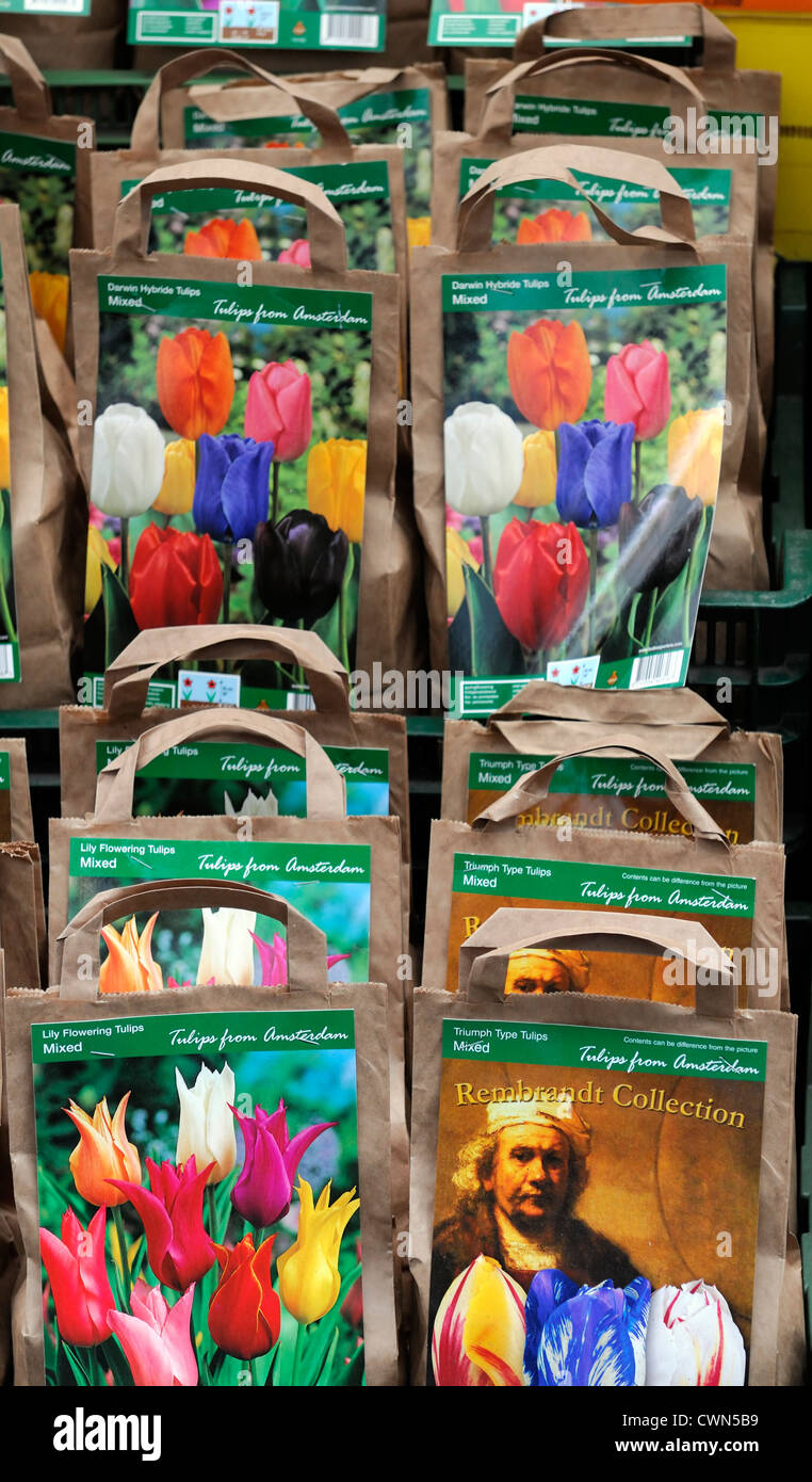 Tulpe Tulipa Glühbirnen Pakete Pakete verpackt Taschen Display verpackt Stockfoto