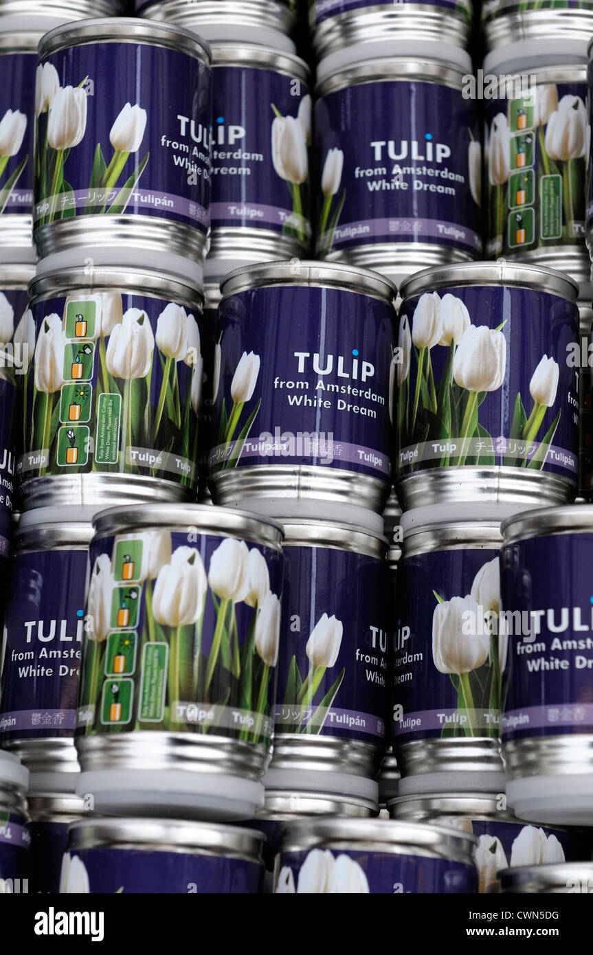 Tulipa Triumph weißer Traum Tulpenzwiebeln in einer Dose praktisch bequem verpackten Container Blumen Amsterdam holland Stockfoto