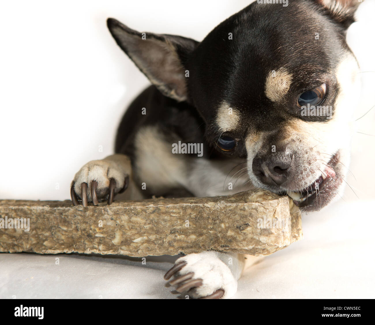 Winzige Chihuahua Hund Essen sehr große Knochen Stockfoto