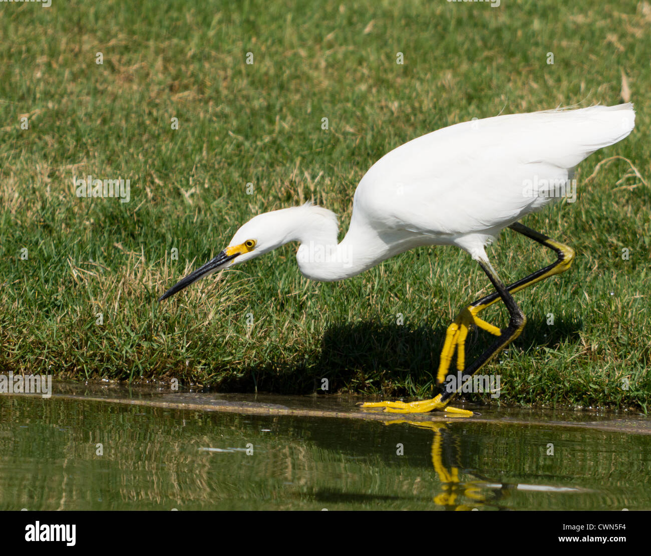 Weiße Snowy Egret Angeln am Rand des Teiches. Bild in Huntington Beach, Kalifornien Stockfoto