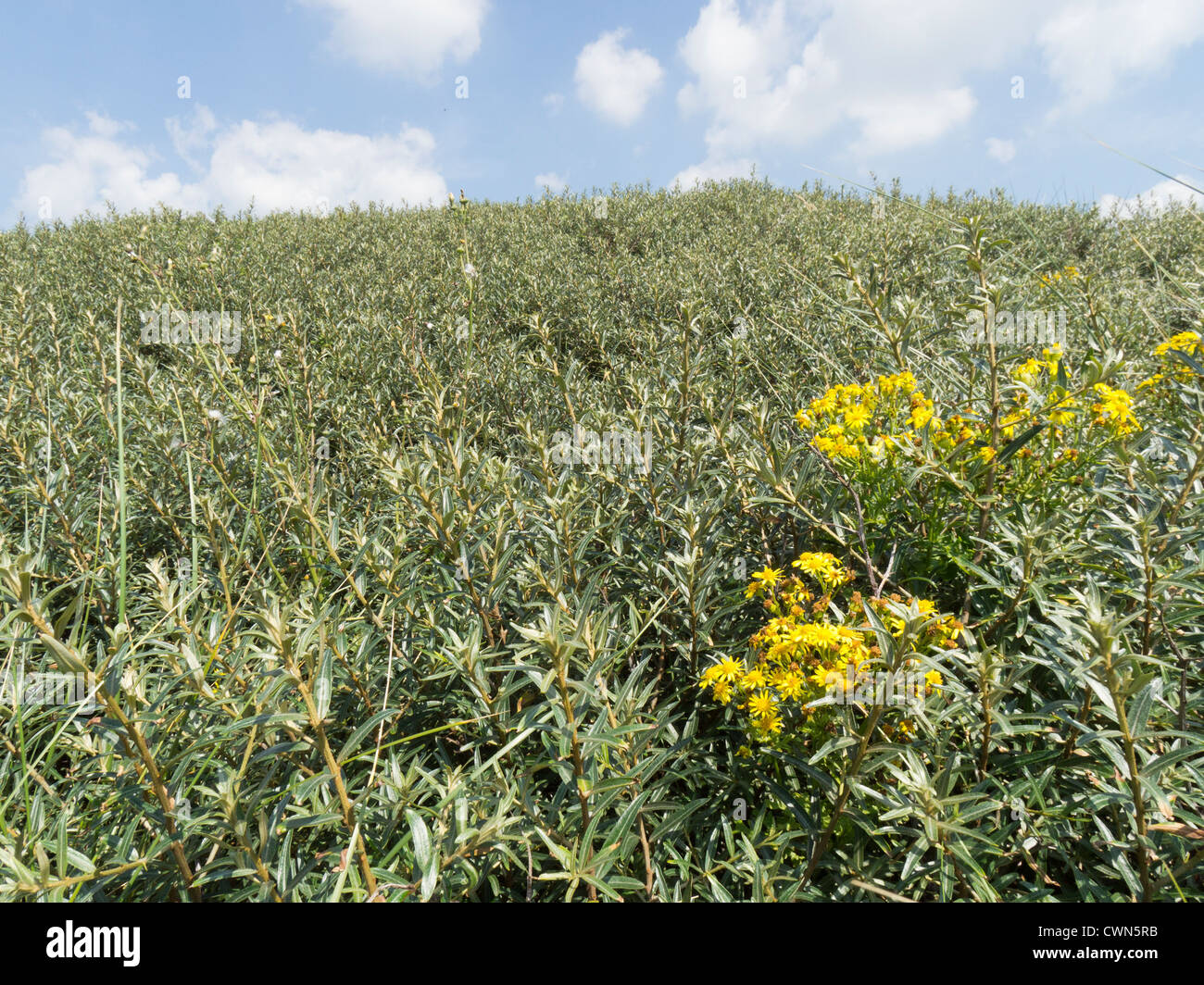 Braunton Burrows, Devon, ein Special Area of Conservation, UNESCO-Biosphärenreservat und National Nature Reserve. Stockfoto