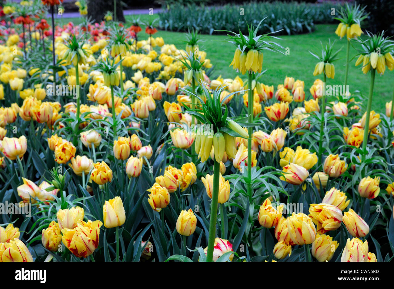Tulipa Tulpen Monsella Fritillaria Imperialis Maxima Lutea Blume Mischung gemischt Bett Display Combo Kombination Pflanze Pflanzen Frühling Stockfoto