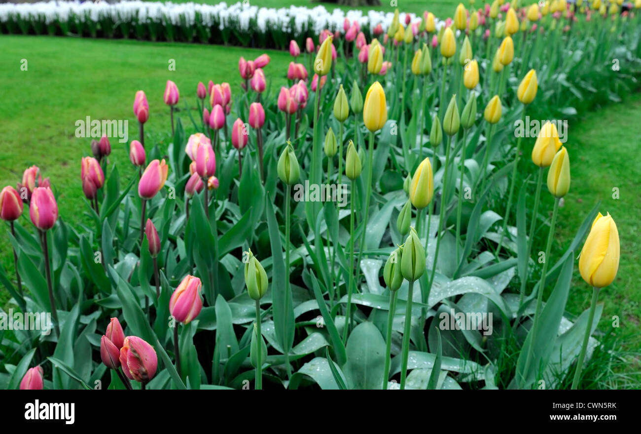 Tulipa Muscadet einzelne späte gelbe Tulpe Triumph rosa Blume Mischung