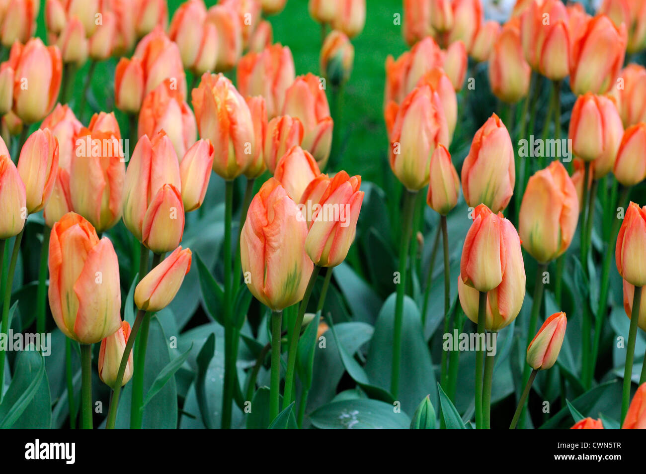 Tulipa Fosteriana orange Kaiser Tulpe Blumen anzeigen Frühling Blüte Blüte Bett Farbe Farbe Blumenzwiebel Stockfoto