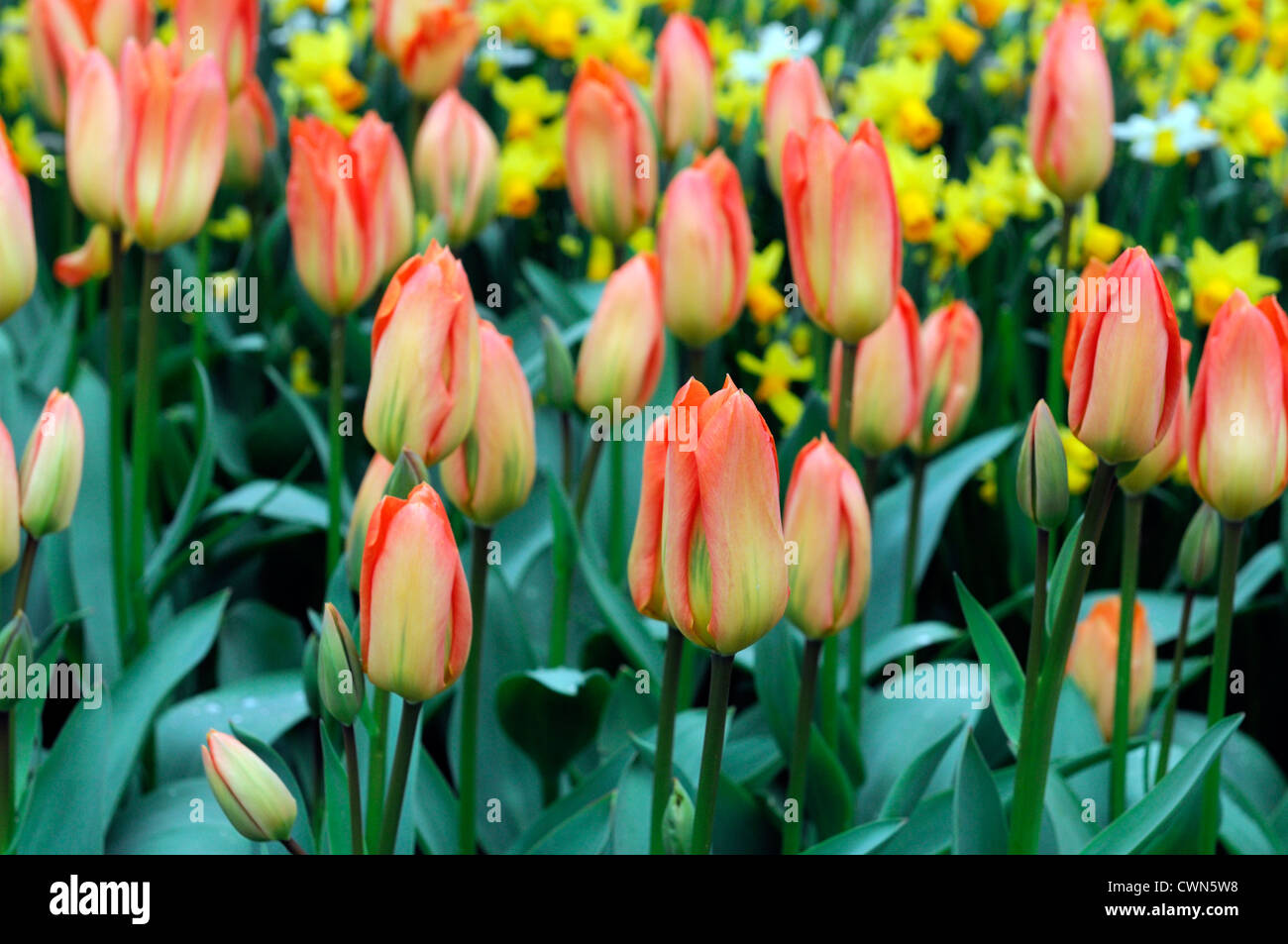 Tulipa Fosteriana orange Kaiser Tulpe Blumen anzeigen Frühling Blüte Blüte Bett Farbe Farbe Blumenzwiebel Stockfoto