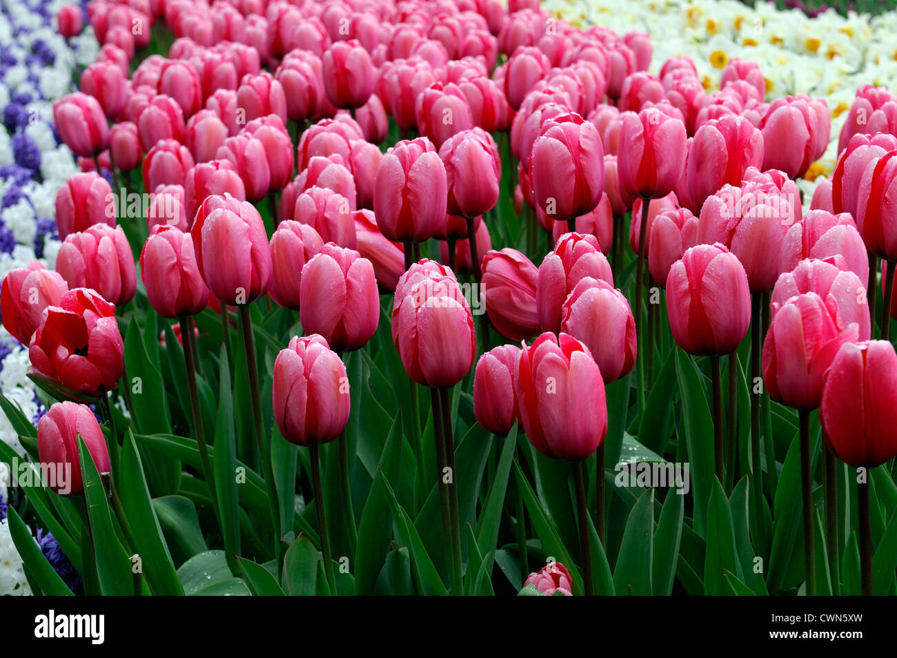 Tulipa rosa Eindruck Darwin Hybrid Tulpe Blumen anzeigen Frühling Blüte Blüte Bett Farbe Farbe Blumenzwiebel Stockfoto