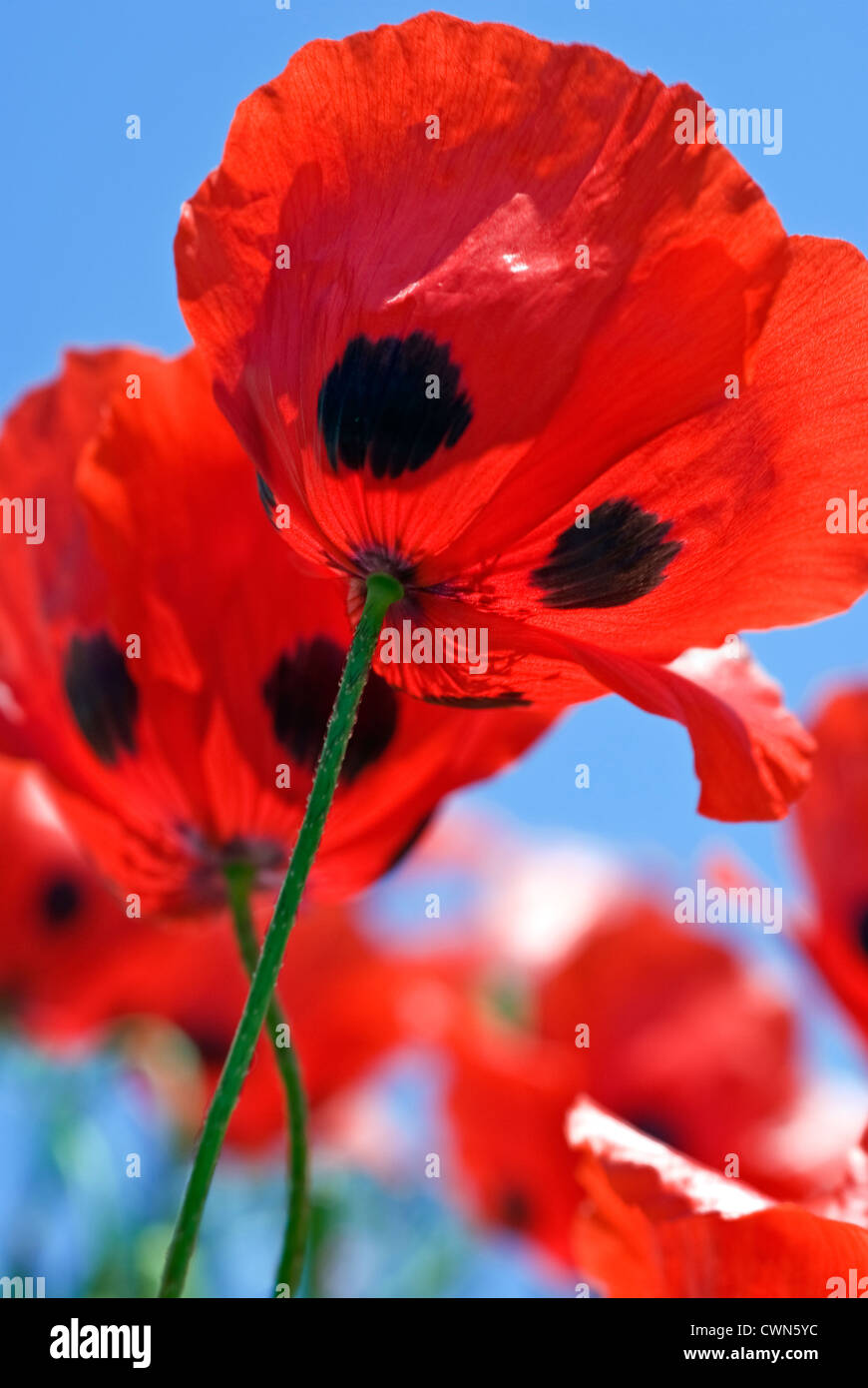 Nahaufnahme der Marienkäfer Mohn blüht (Papaver Commutatum) auf einem Feld Stockfoto