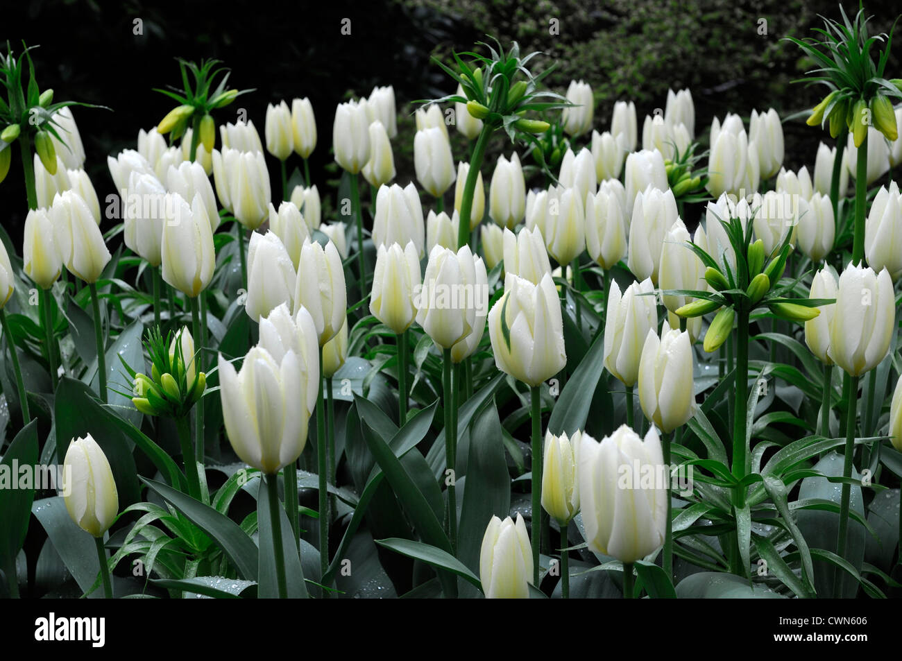 Tulipa Purissima Fosteriana Tulpe Syn White Kaiser Tulpe Blumen anzeigen Frühling Blüte Blüte Bett Farbe Farbe Blumenzwiebel Stockfoto