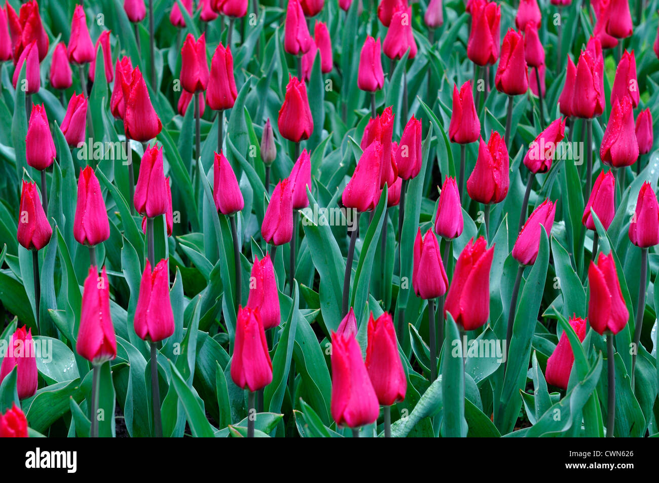 Tulipa Rot Glanz Lilie blühenden Tulpen Blumen Anzeige Frühling Blüte Blüte Bett Farbe Farbe Blumenzwiebel Stockfoto