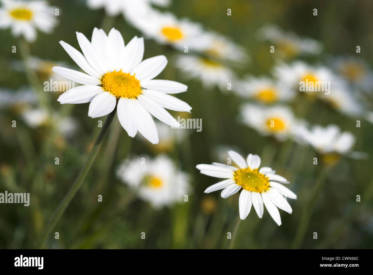 Nahaufnahme von Mutterkraut auf einer Wiese im Frühling Stockfoto