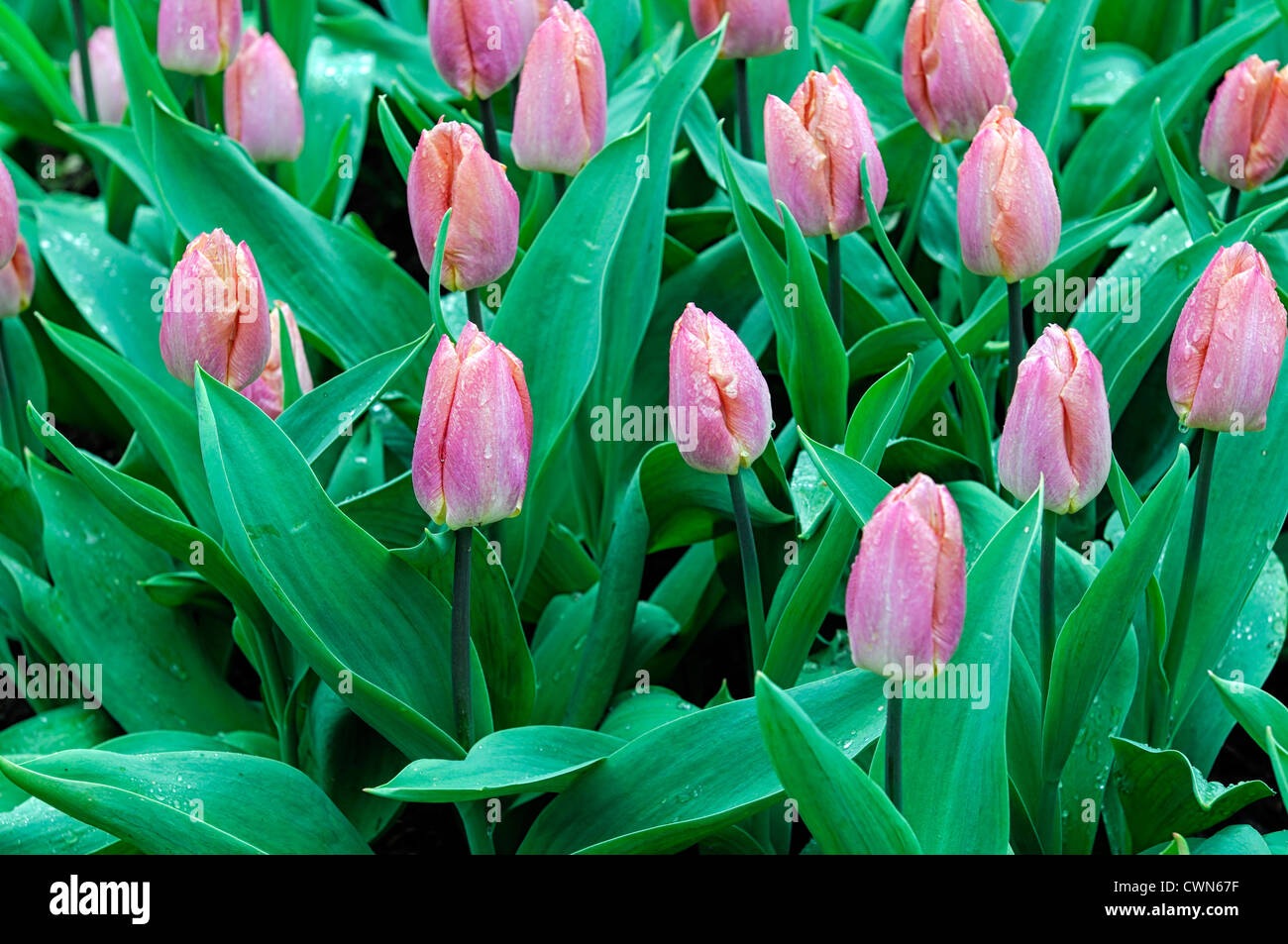 Tulipa Lachs Prinz einzelne frühe blass rosa gelbe Tulpe Garten Blumen Frühling Blume Blüte Blüte Bett Farbe Farbe Stockfoto