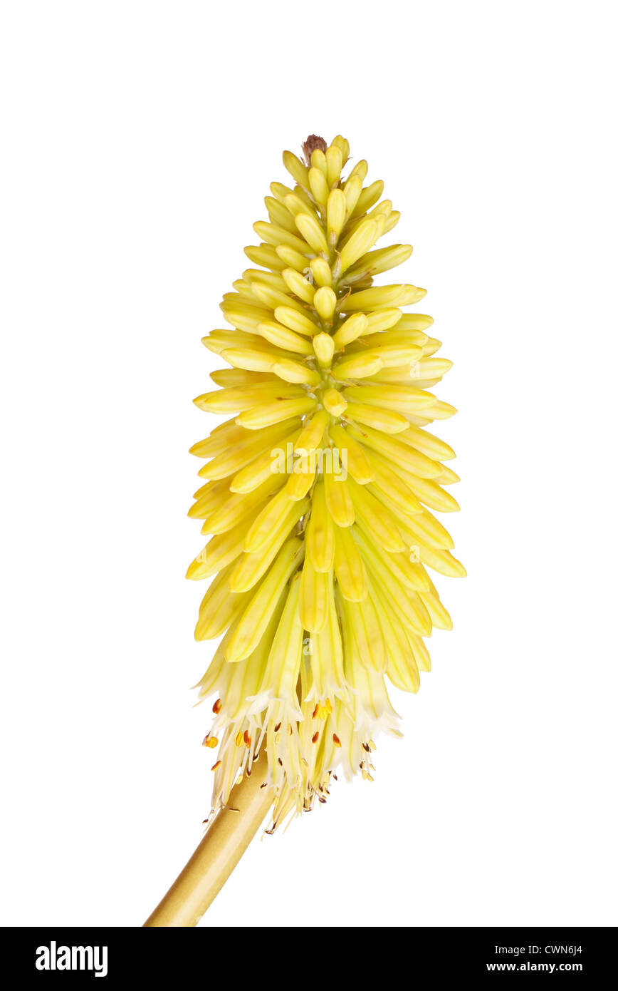 Kurzstämmig mit leuchtend gelben Blüten der rote heiße Poker, Kniphofia Stockfoto