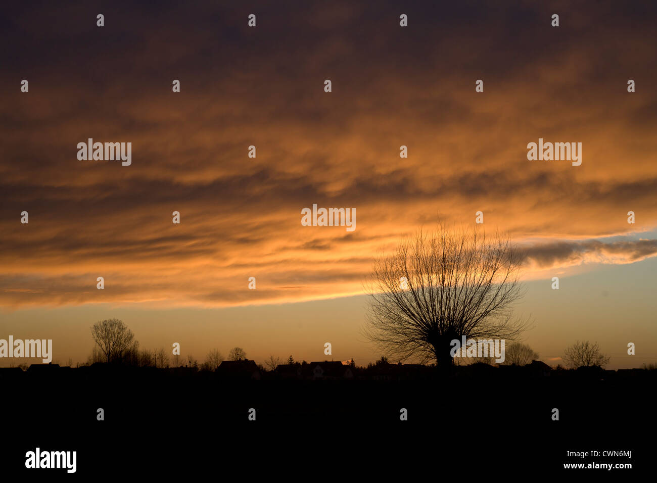 Typische polnische Landschaft mit Weidenbaum. Frühlingslandschaft mit Weide, Wolken in Kampinos, Masowien, Polen, Europa, EU Stockfoto