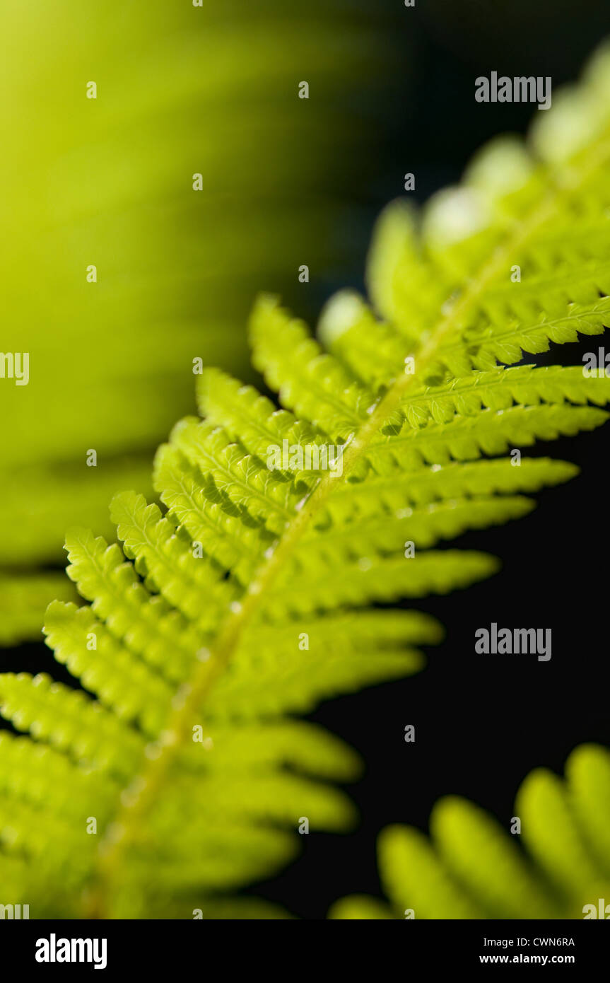 Baumfarn Dicksonia Antartica, Farn, Stockfoto