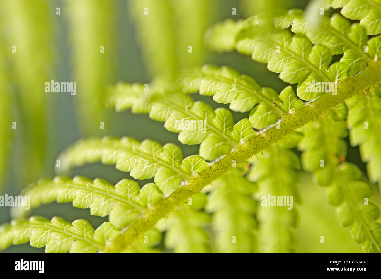 Baumfarn Dicksonia Antartica, Farn, Stockfoto