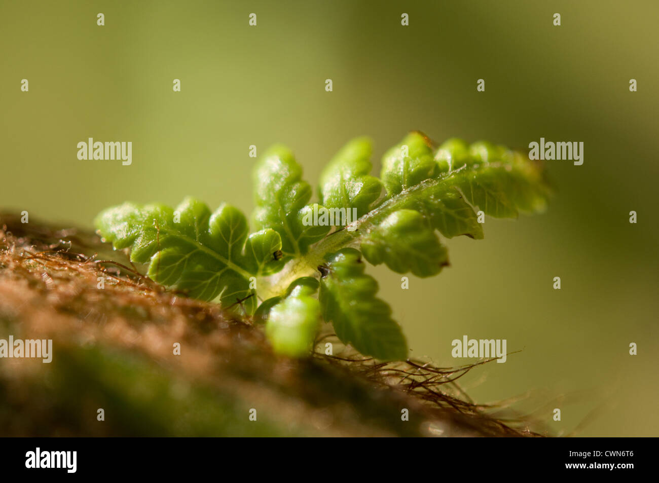 Baumfarn Dicksonia Antartica, Farn, Stockfoto