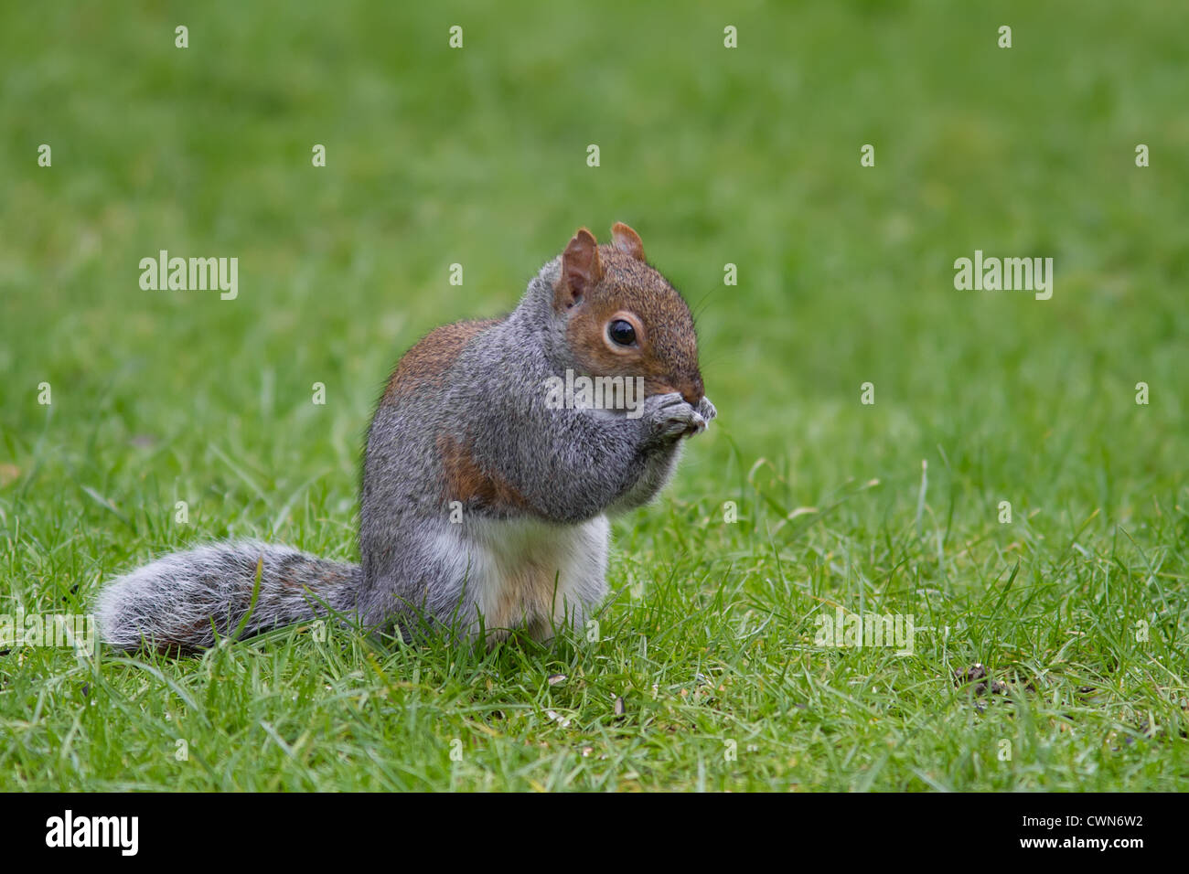 Graue Eichhörnchen Essen auf einer Wiese von grünem Rasen. Stockfoto Graue Eichhörnchen Essen auf einer Wiese von grünem Rasen. Stockfoto