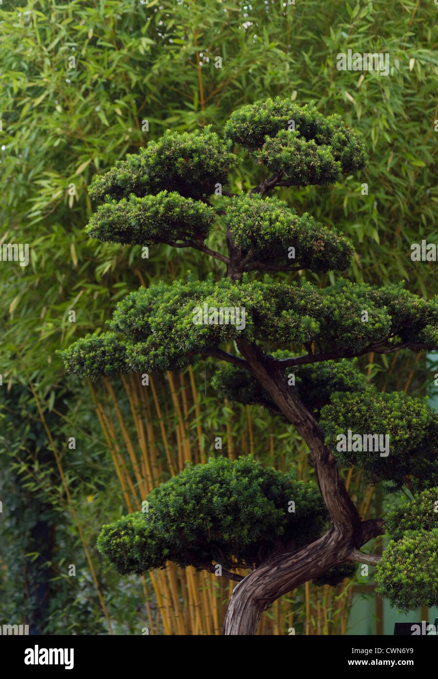 Eibe bonsai -Fotos und -Bildmaterial in hoher Auflsung  Alamy