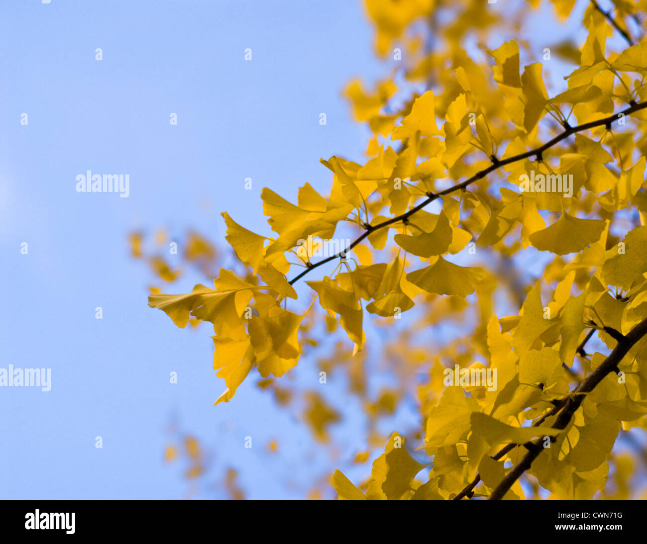 Ginkgo Biloba, Gingko, tausend Baum Stockfoto