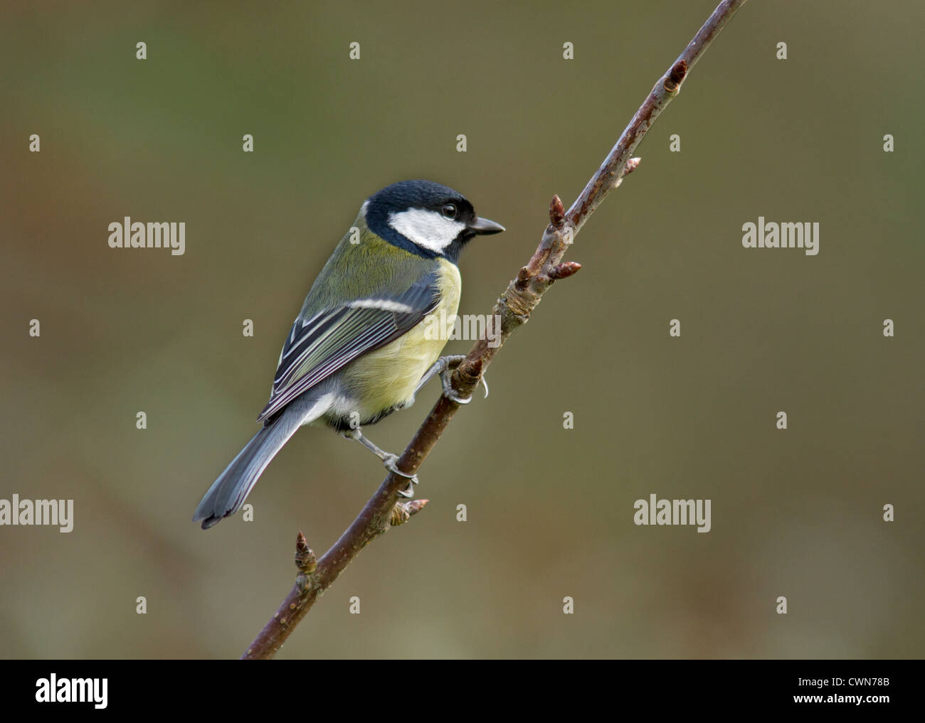 Kohlmeise thront auf einem Ast. Stockfoto Kohlmeise thront auf einem Ast. Stockfoto