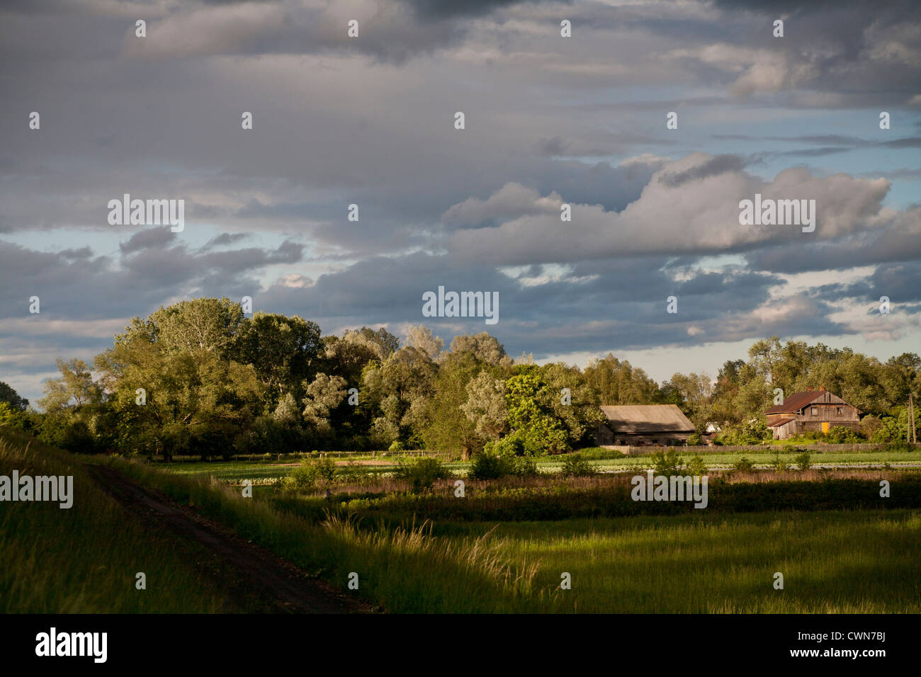 Sommer wilde Landschaft mit Wolken Wiesen, Felder, Bäume, Hütten in der Kampinos, Masowien, Polen, Europa, EU Stockfoto