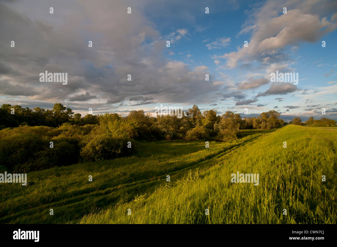 Sommer wilde Landschaft mit Wolken Wiesen und Bäumen in Kampinos Nationalpark Kampinos, Masowien, Polen, Europa, EU Stockfoto