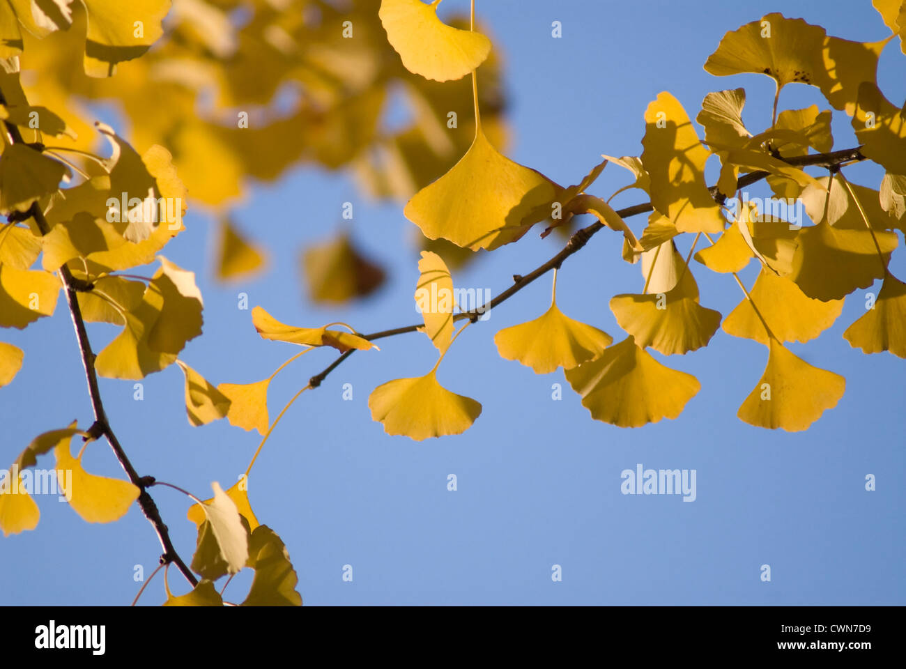 Ginkgo Biloba, Gingko, tausend Baum Stockfoto