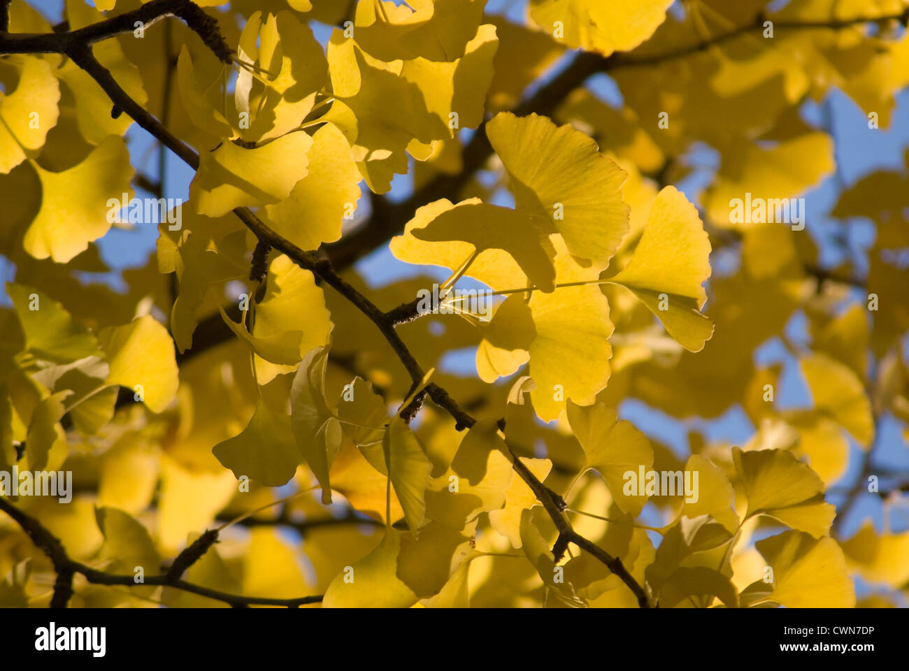 Ginkgo Biloba, Gingko, tausend Baum Stockfoto