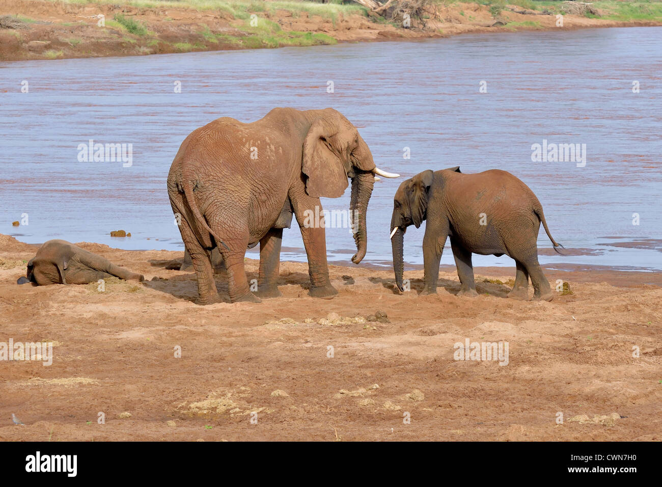 Elefanten am Ewaso Ngiro River Stockfoto