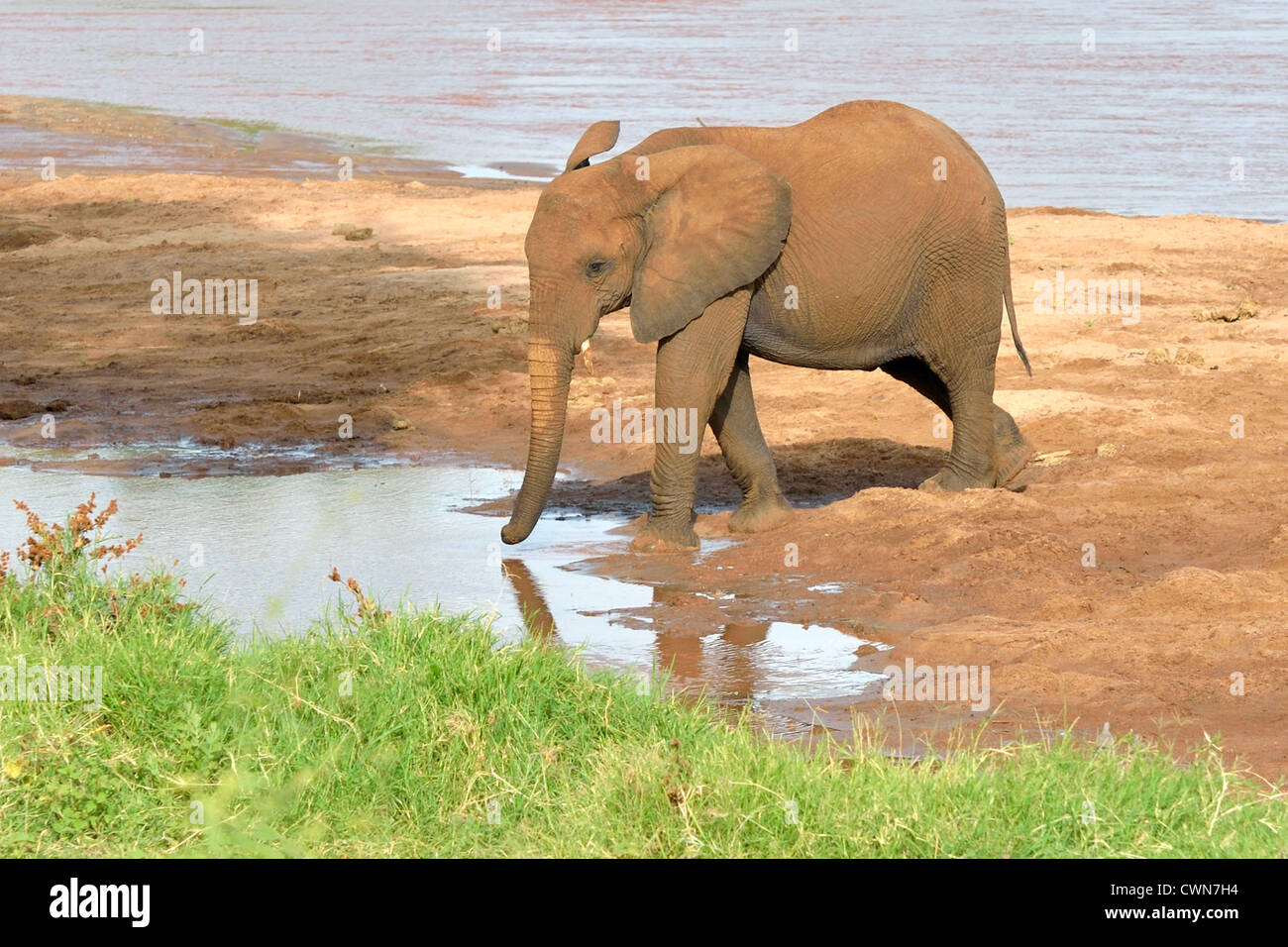 Elefanten am Ewaso Ngiro River Stockfoto
