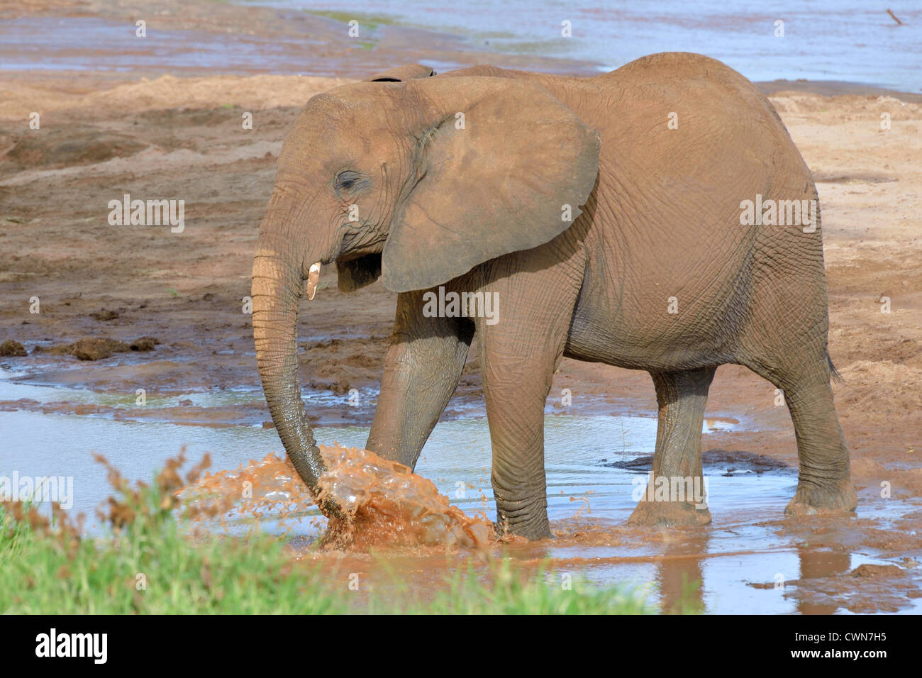 Elefanten am Ewaso Ngiro River Stockfoto