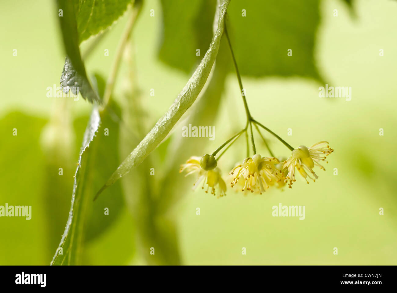 Linde Tilia Europea, Linden, Stockfoto