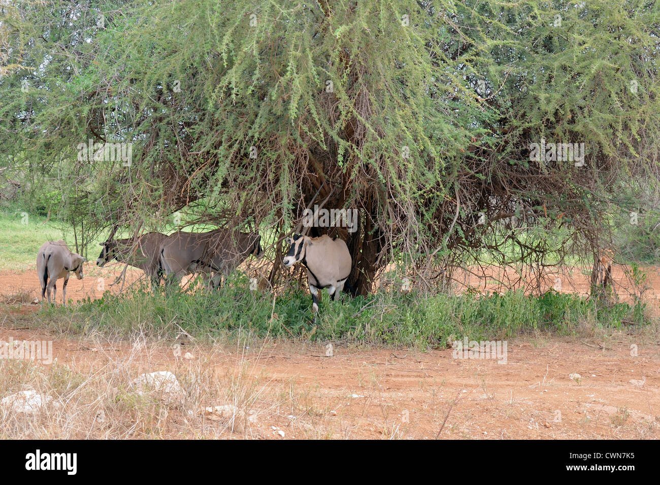 Oryx Beisa Stockfoto