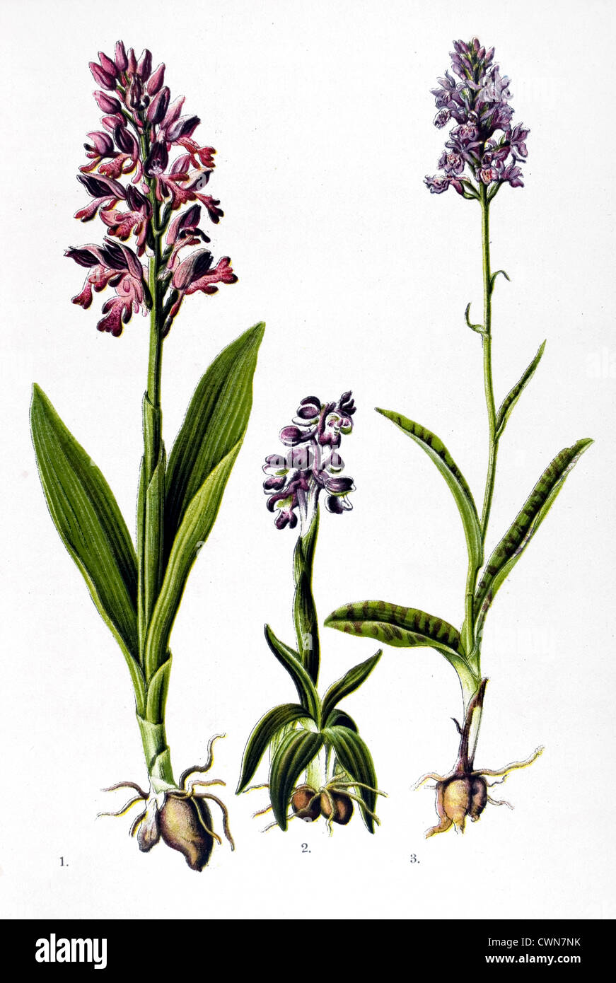 Helm-Orchidee und anderen Kräutern Stockfoto