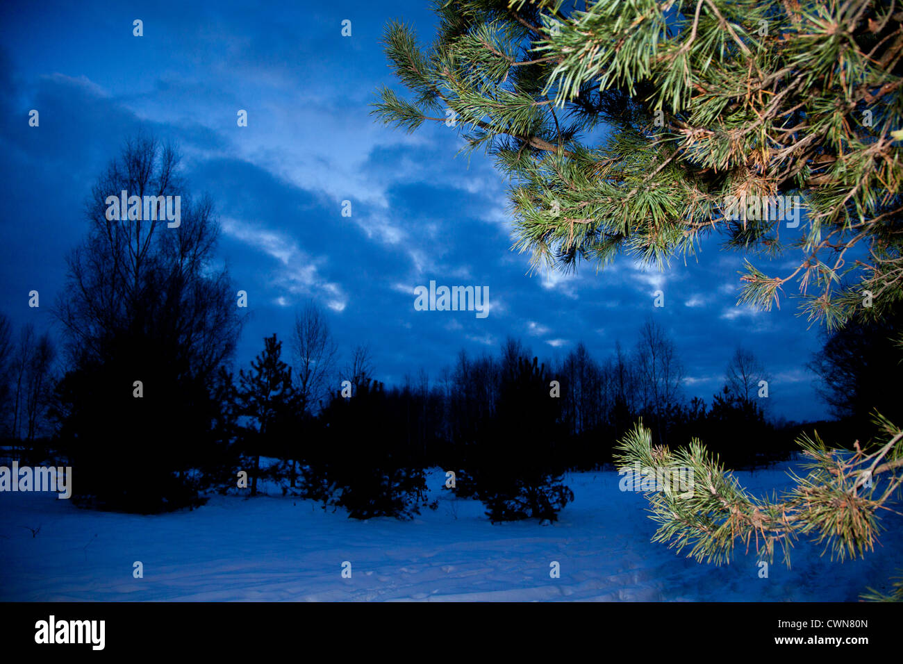 Wilde Winterlandschaft mit Schnee und Kiefer Baum im Kampinos Nationalpark Kampinos, Masowien, Polen, Europa, EU Stockfoto