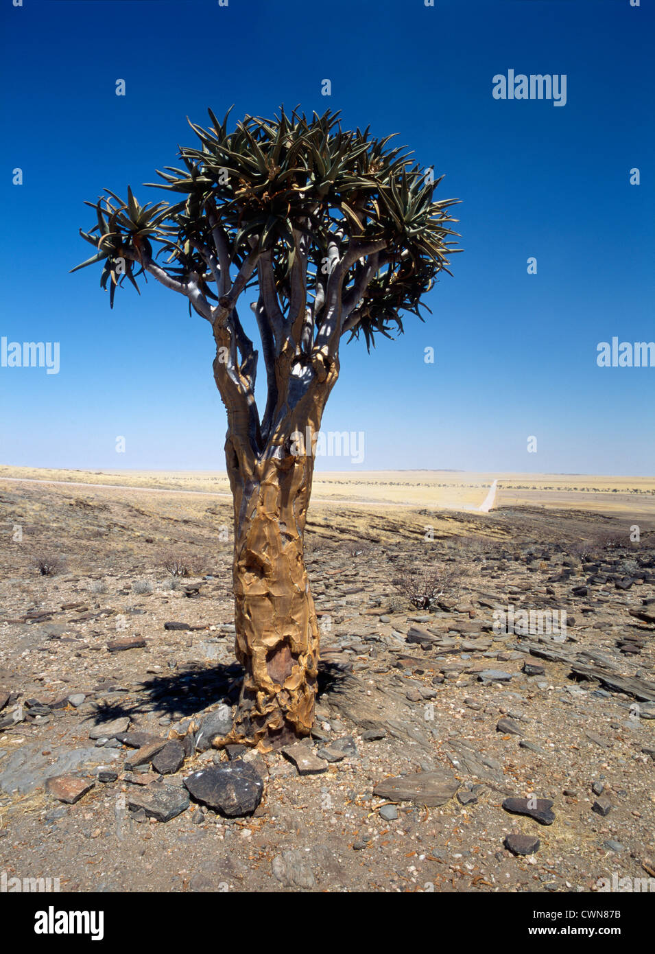 Aloe Dichotoma, Köcherbaum Stockfoto