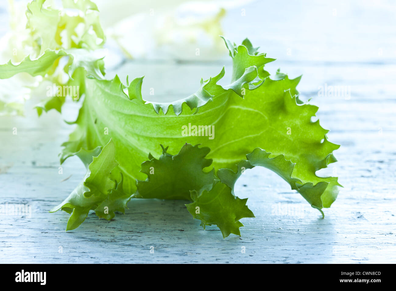 Endivien Salat grünen Gemüse essen, Stockfoto