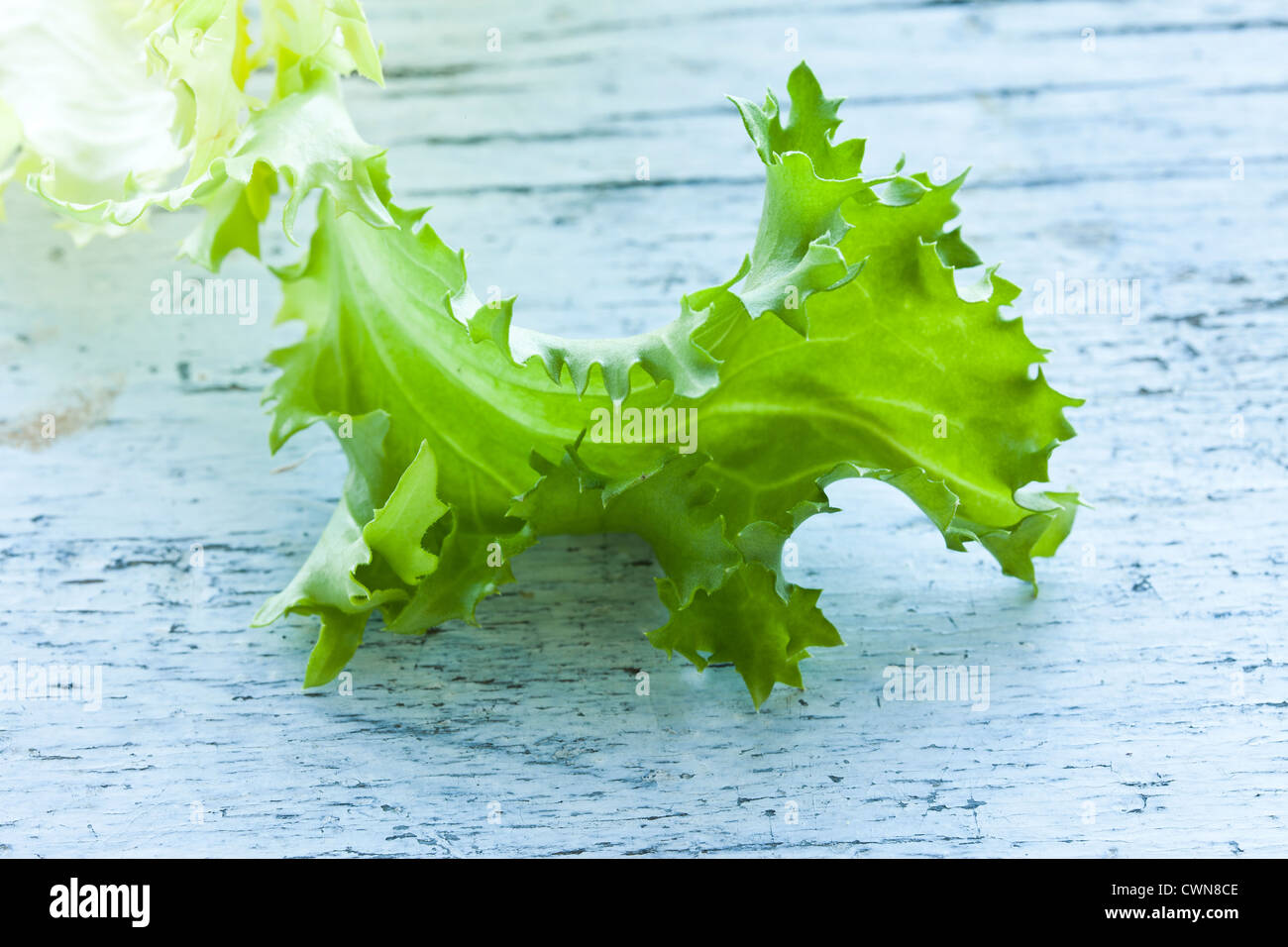 Endivien Salat grünen Gemüse essen, Stockfoto