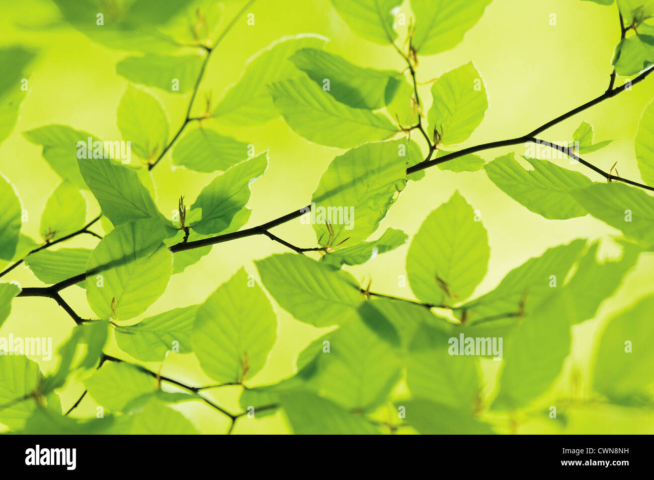 Fagus Sylvatica, Buche Stockfoto