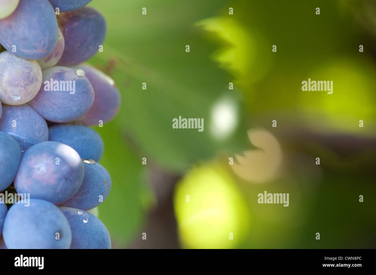 Makro Nahaufnahme eines Clusters von blauen Trauben.  schmale Tiefe Feld Weichzeichnen Sonnenlicht lässt Raum für text Stockfoto