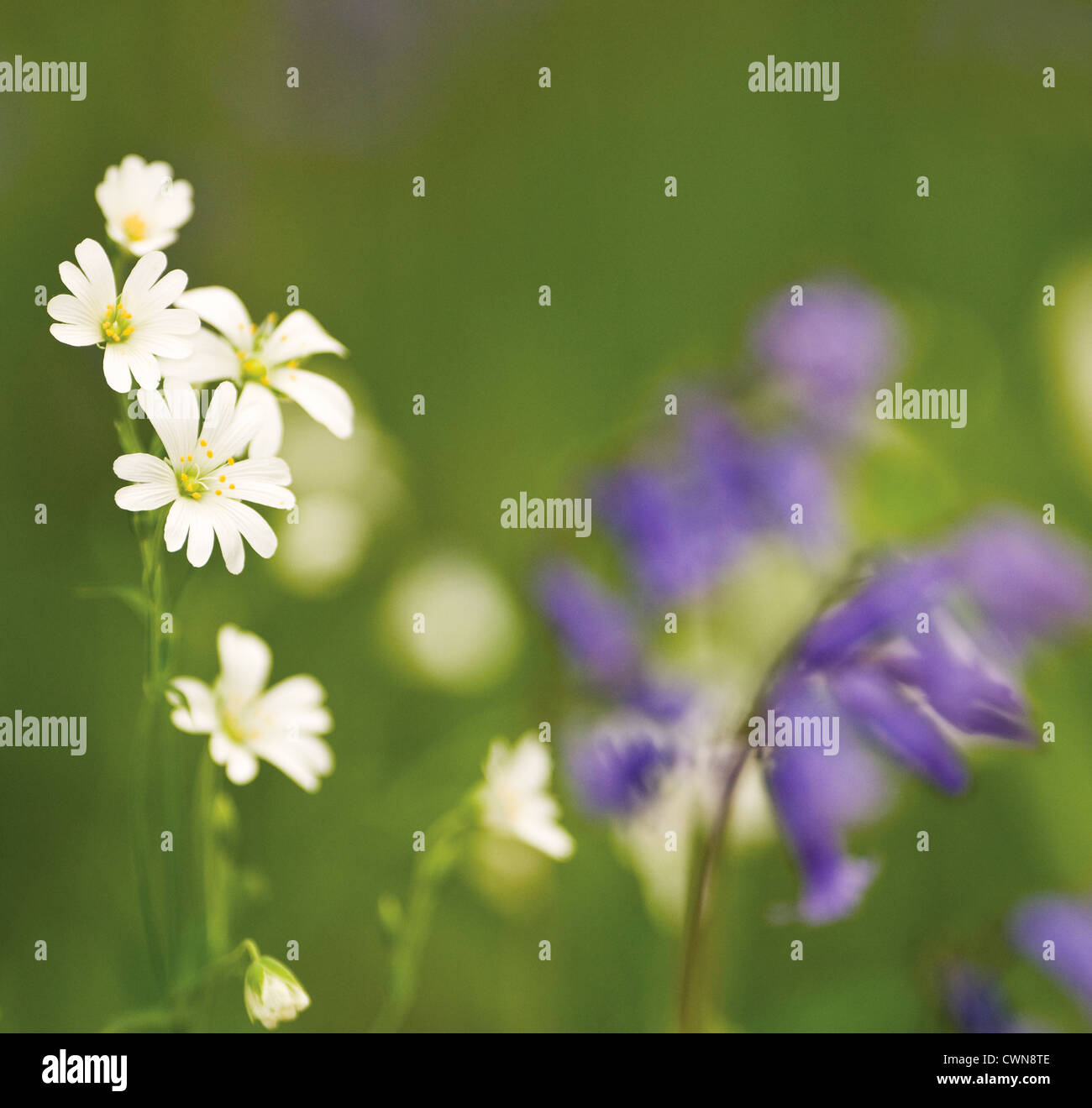 Stellaria Holostea, Stitchwort Stockfoto