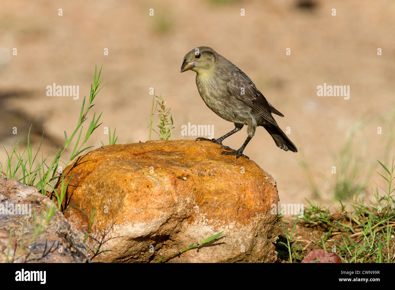 Unreifer bronzierter Kuhvogel, Molothrus aeneus, in der Sonoran-Wüste im Süden Arizonas. Stockfoto