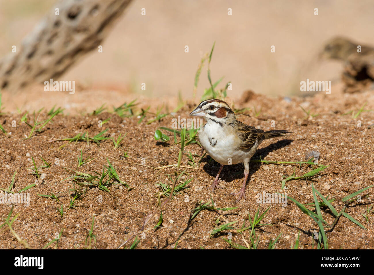 Lerche Sparrow, Chondestes grammacus, in der Sonoran Wüste im Süden Arizonas. Stockfoto