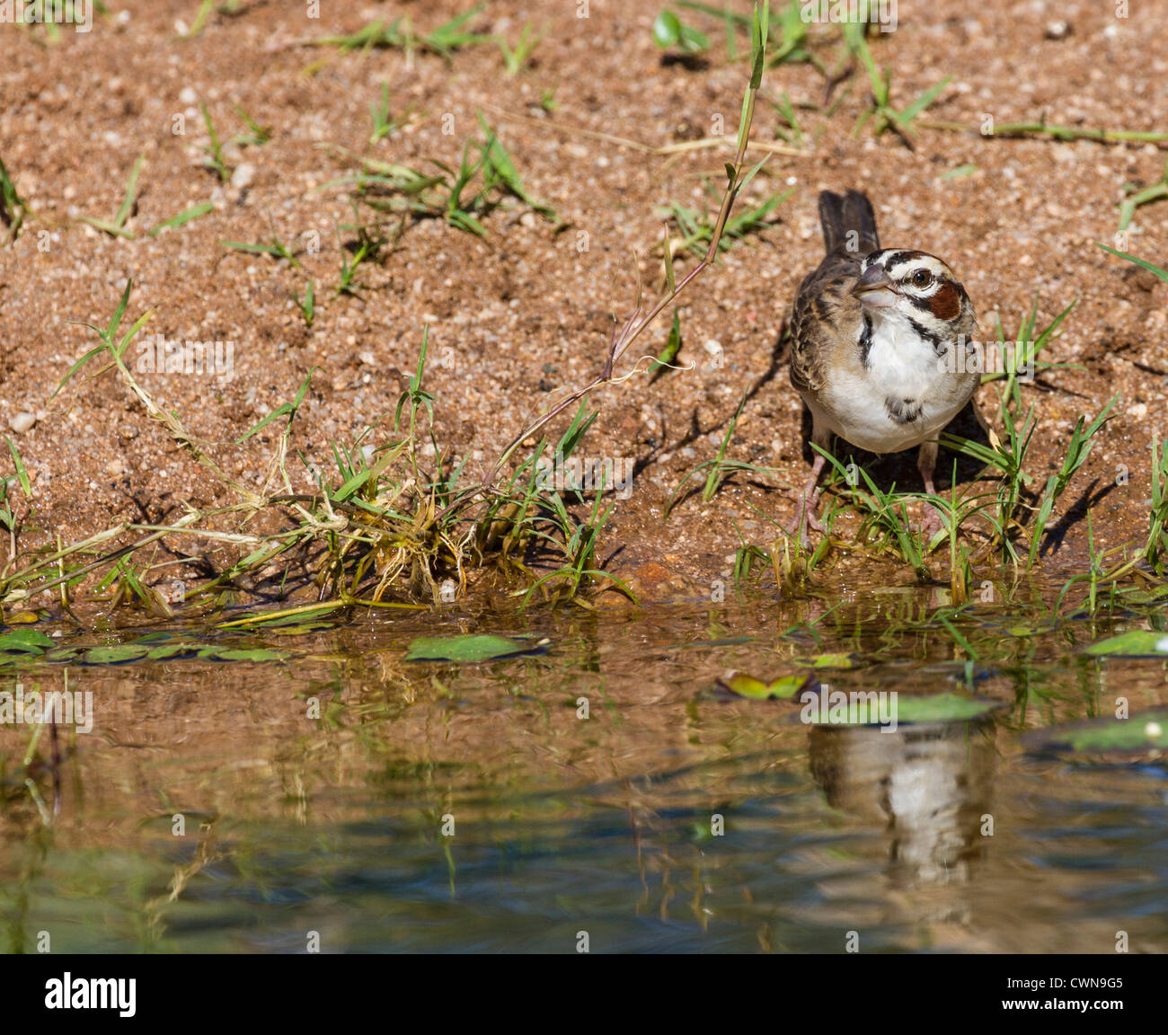 Lerche Sparrow, Chondestes grammacus, in der Sonoran Wüste im Süden Arizonas. Stockfoto