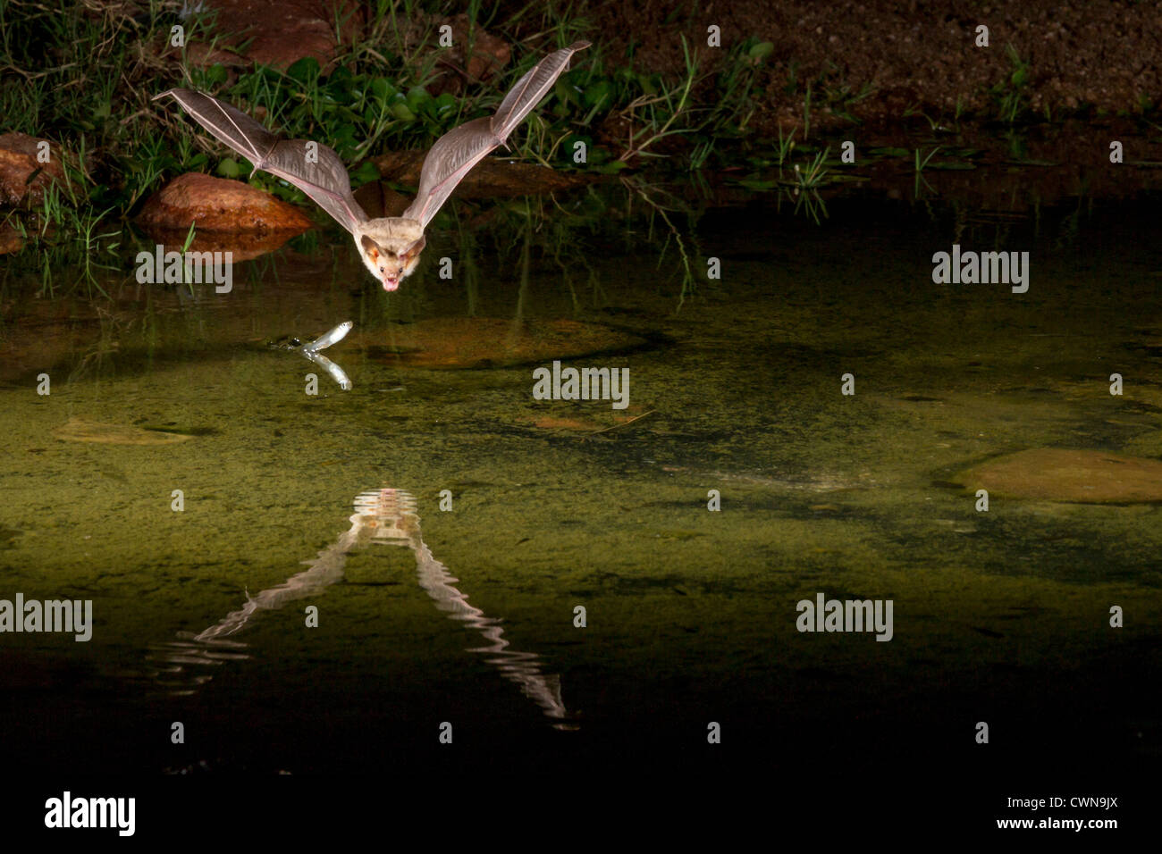 Bleiche Bat, Antrozous Pallidus, nachts Tauchen bis hin zum Teich, um einen Schluck Wasser zu bekommen. Stockfoto